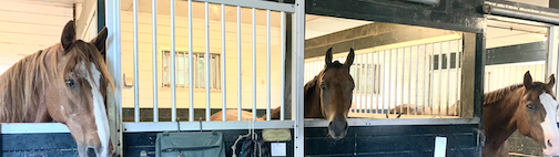 Good Habits Build Great Horses