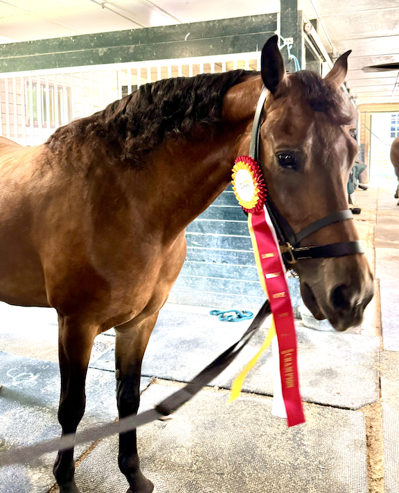 Summer Showing and Conditioning