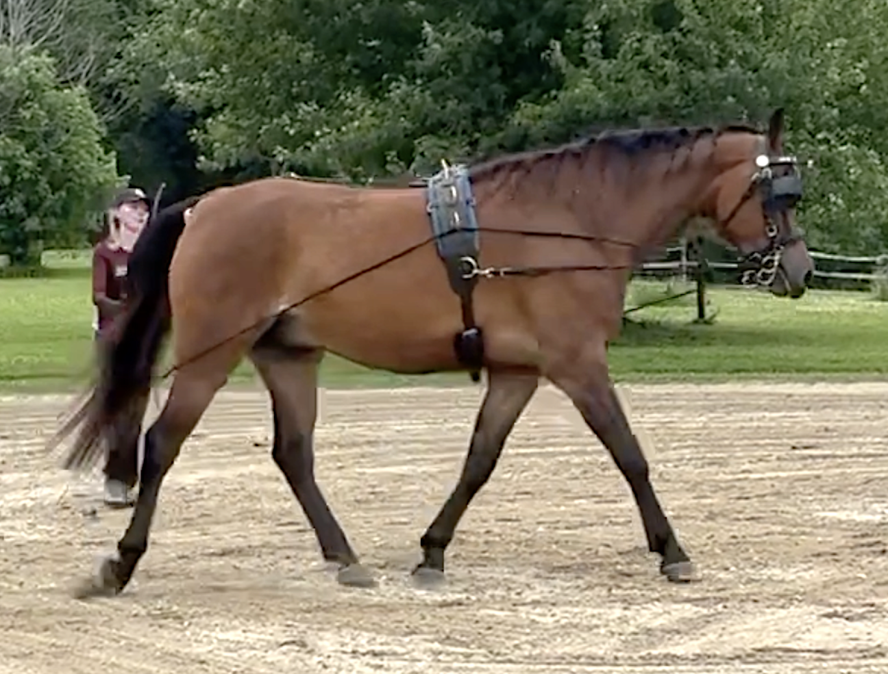 Summer Showing and Conditioning