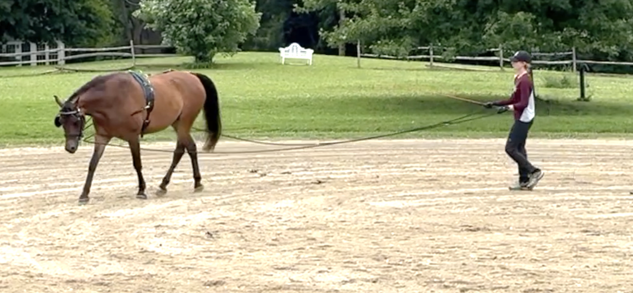 Summer Showing and Conditioning