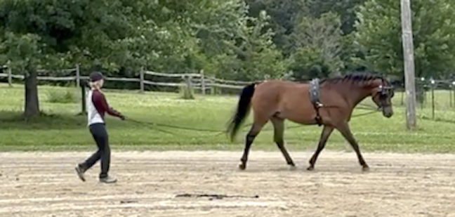 Summer Showing and Conditioning