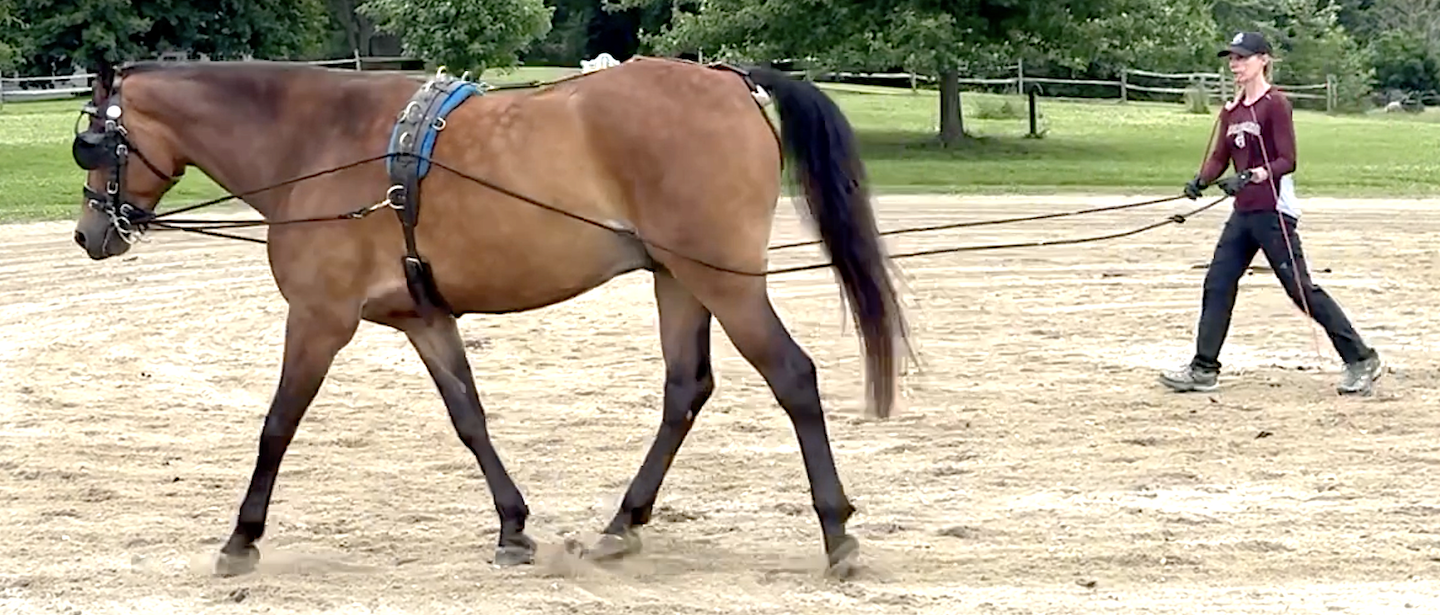 Summer Showing and Conditioning