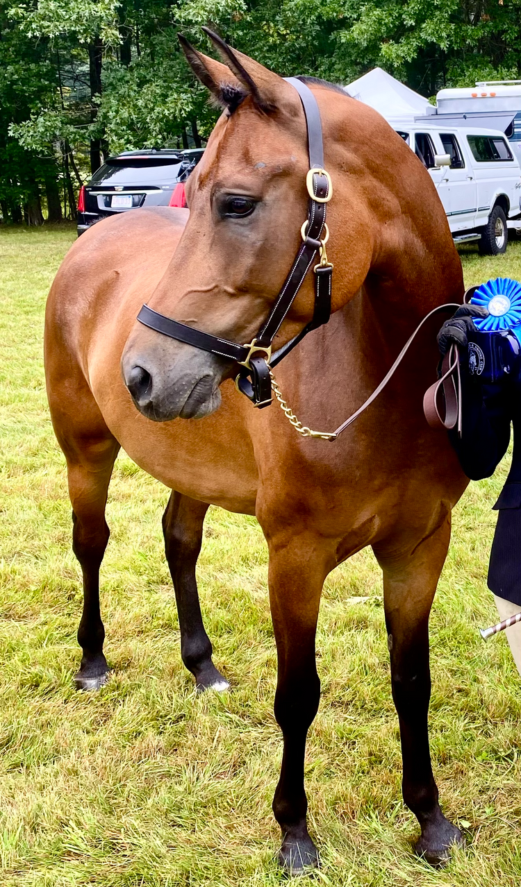Good Habits Build Great Horses