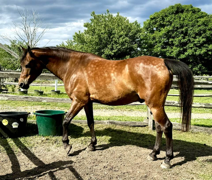 Summer Showing and Conditioning