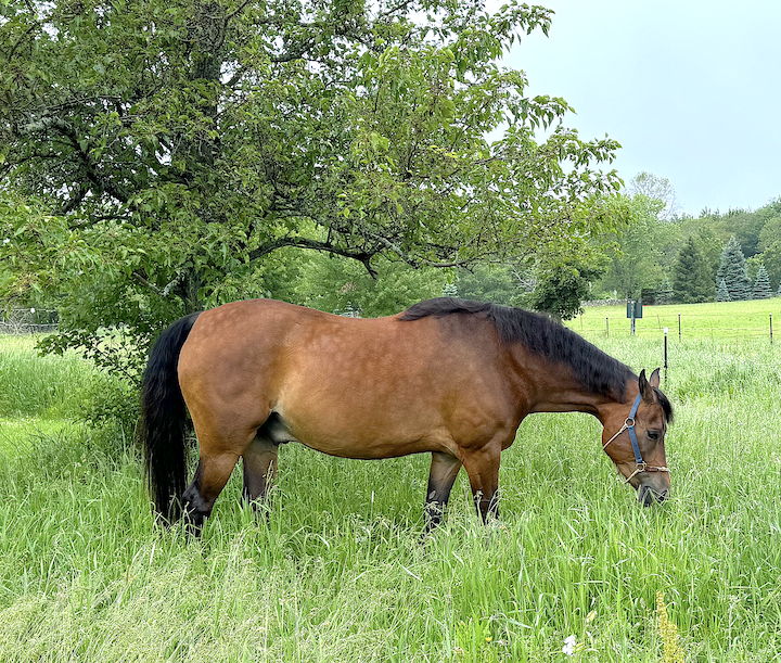 Summer in the Saddle